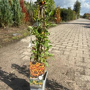 Pyracantha 'Soleil d'Or' Container 2lt. 60/80cm.
