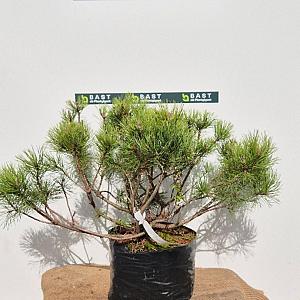 Pinus mugo pumilio Container 7,5lt. 35/40cm.