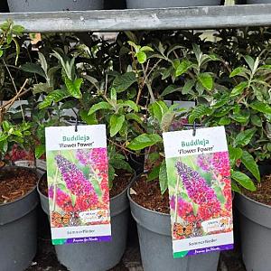 Buddleja weyer. 'Flower Power' Container 3lt.