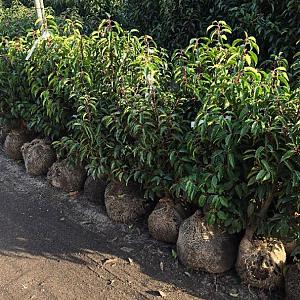 Prunus l. 'Angustifolia' Kluit 60/80cm.