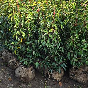 Prunus l. 'Angustifolia' Kluit 80/100cm.