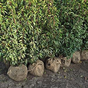 Prunus l. 'Angustifolia' Kluit 100/125cm.