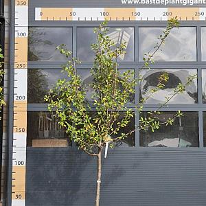 Prunus d. 'Mirabelle de Nancy' Halfstam Container 60lt. 12/14cm.