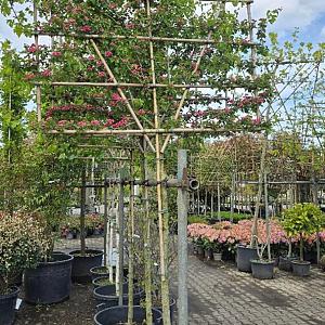 Crataegus laev. 'Paul's Scarlet' Leivorm Container 100lt. 12/14cm.