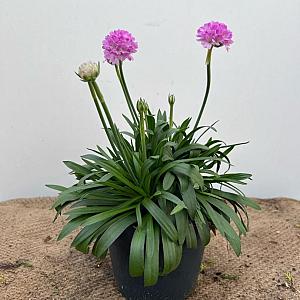Armeria 'Sweet Dreams' Container 2lt.
