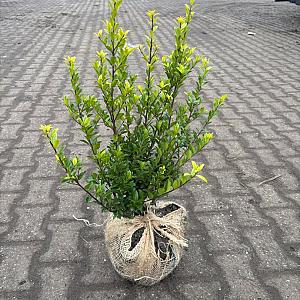Ilex crenata 'Green Hedge' Kluit 40/60cm.