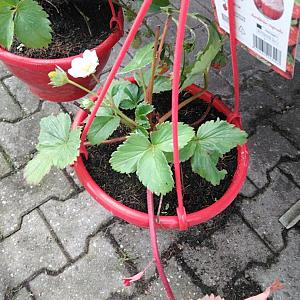 Fragaria ananassa Pot 11cm.