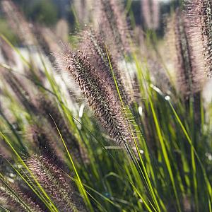 Pennisetum al. 'Red Head' Container 2lt.