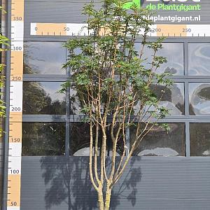 Sorbus 'Dodong' Meerstammig Container 160l. 250/300cm.