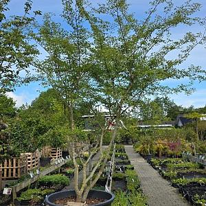 Zelkova car. 'Verschaffeltii' Meerstammig ⭐Exclusief Container 500lt. 300/350cm.