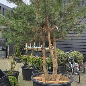 Pinus nigra Meerstammig Container 160lt. 300/350cm.