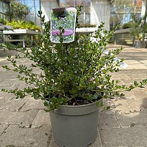 Ceanothus impressus 'Victoria' Container 2lt. 25/30cm.