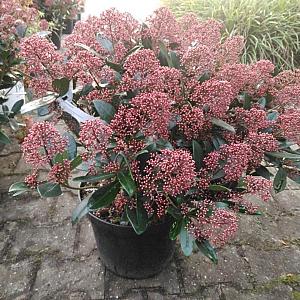 Skimmia japonica 'Rubella' Container 2lt. 20/25cm.