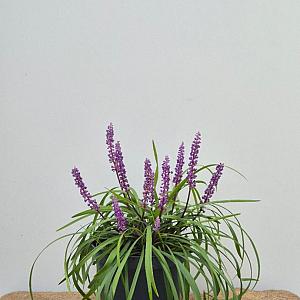Liriope muscari 'Royal Purple' Container 4lt.