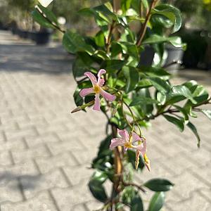 Trachelospermum jas. 'Pink Showers' Container 2lt. 80/100cm.