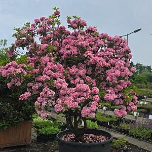 Kalmia lat. 'Olympic Fire' Meerstammig Container 500lt. 200/250cm.