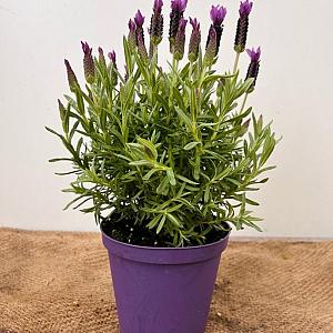 Lavandula stoechas Container 5lt.