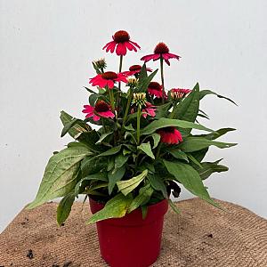 Echinacea purp. 'Sombrero' Container 3lt.