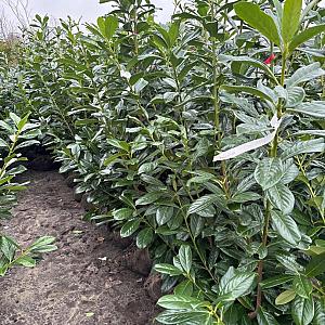 Prunus l. 'Novita' Container 10lt. 100/120cm.