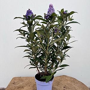 Buddleja dav. 'Little Rockstars Blue' Container 1,5lt.
