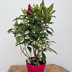 Buddleja dav. 'Little Rockstars Ruby' Container 3lt.