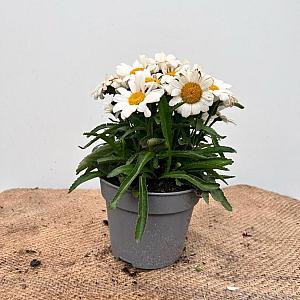 Leucanthemum (m) 'Dwarf Snow Lady' Container 2lt.