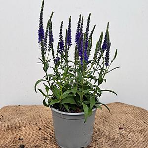 Veronica spicata 'Anniversary Blue' Container 2lt.