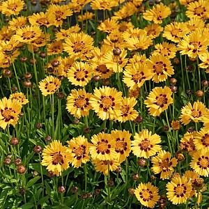 Coreopsis grandiflora Container 3lt.