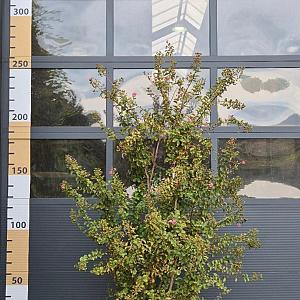 Lagerstoemia i. 'Rosea' Container 50lt. 180/200cm.