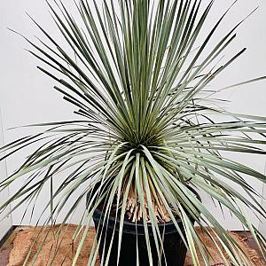 Yucca rostrata Container 40lt. 50/55cm.