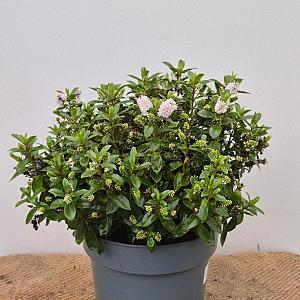 Hebe ad. 'Donna Jenna' Container 5lt. 35/40cm.