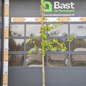 Ginkgo biloba 'Autumn Gold' Container stam 180 cm