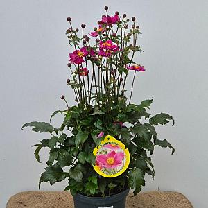 Anemone fantasy 'Jasmine' Container 4lt.
