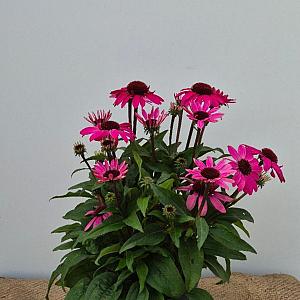 Echinacea p. 'Sunseekers' Container 4lt.