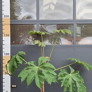 Tetrapanax papyrifer 'Rex' Container 20lt. 80/100cm.