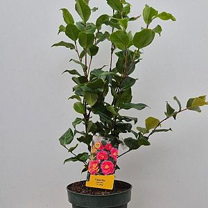 Camelia japonica 'Dr King' Container 5lt. 60/80cm.