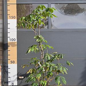 Aesculus parviflora Container 20lt. 125/150cm.