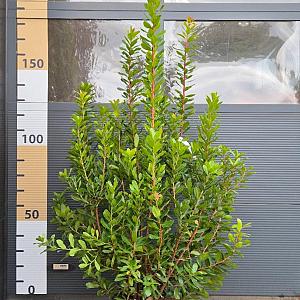 Arbutus unedo Container 20lt. 150/175cm.