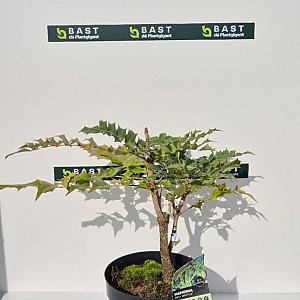 Mahonia aquifolium Container 5lt. 30/40 cm.