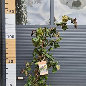 Corylus a. 'Red Majestic' Container 12lt. 80/100cm.