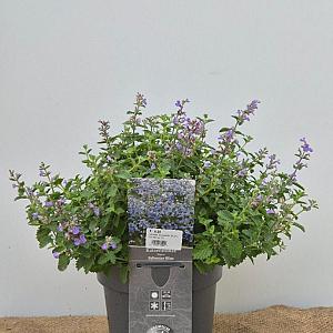 Nepeta 'Sylvester Blue' Container 3lt.