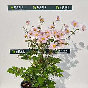 Anemone hybrida Container 2lt.