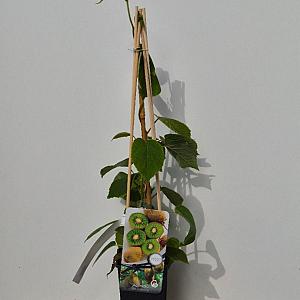 Actinidia deliciosa 'Boskoop' Container 2lt. 60/80cm.