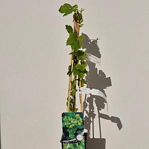 Vitis 'Vroege van der Laan' Container 2lt. 60/80cm.