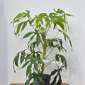 Fatsia polycarpa 'Needham's Form' Container 3lt. 30/35cm.