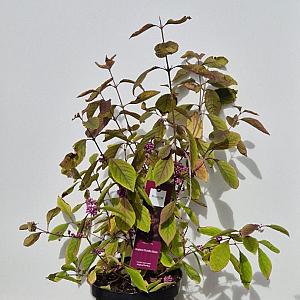 Callicarpa bod. 'Magical Deep Purple Container 10lt. 60/80cm.