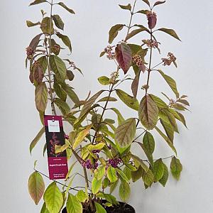 Callicarpa bod. 'Magical Purple Gaint' Container 10lt. 60/80cm.