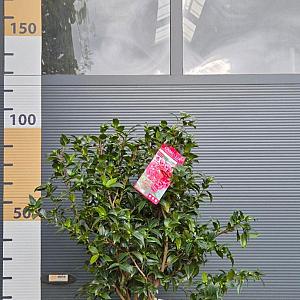 Camellia wil. 'Volunteer' Container 10lt. 90/100cm.