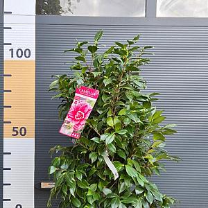 Camellia jap. 'Bonomiana' Container 10lt. 90/100cm.