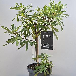 Ficus car. 'Little Miss Figgy' Container 10lt. 80/100cm.
